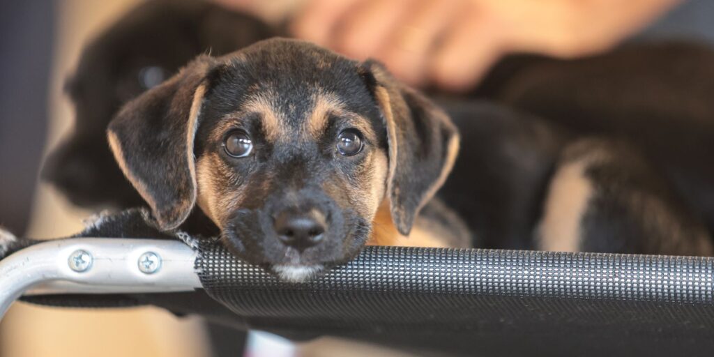 governo-abre-consulta-publica-sobre-genericos-e-similares-veterinarios